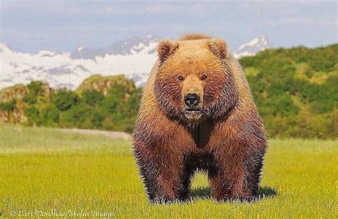 An Absolute Unit Kodiak Bear Rhardcoreaww