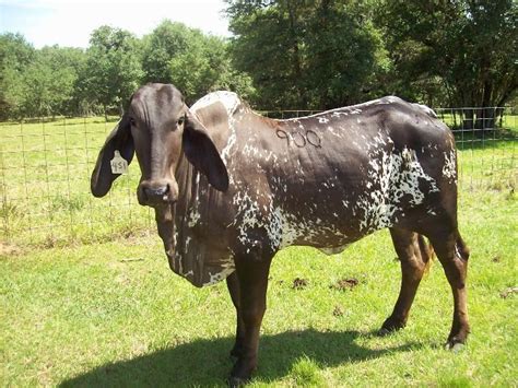 The first secretary, mr jw sartwelle, of the american brahman. High quality images of Indian cattle Breeds - Farmer Junction