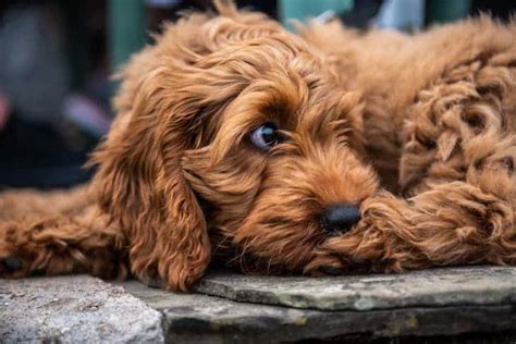 Are Cockapoos Hypoallergenic