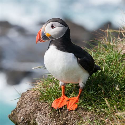 Puffin Puffins Bird Baby Animal Names Most Beautiful Birds