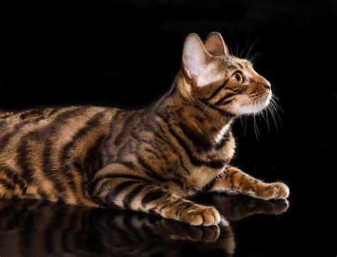 Check out our toyger cat selection for the very best in unique or custom, handmade pieces from our shops. Meet the most expensive cat breeds in America - CBS News