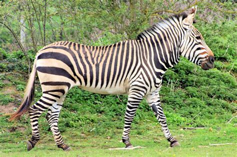The Zebra Lovely Animal All Interesting Facts Animals Lover