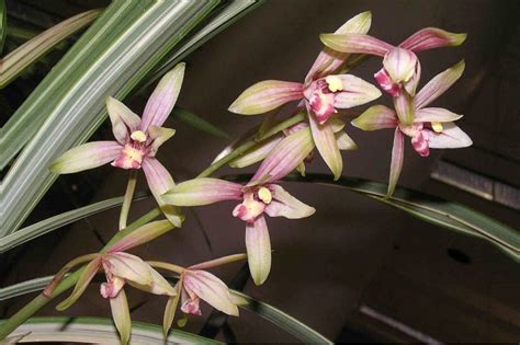 Cymbidium Plant Care And Complete Growing Guide