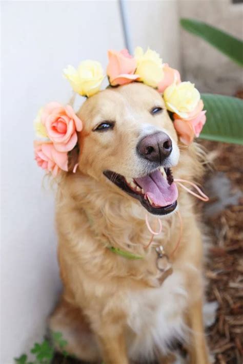 The shiba is the smallest of the six original japanese dog breeds (akita inu, shikoku hachi the shiba inu loves playing in flowers almost as much as his owner loves taking pictures of him posing with them. Animals with Crown of Flowers - XciteFun.net