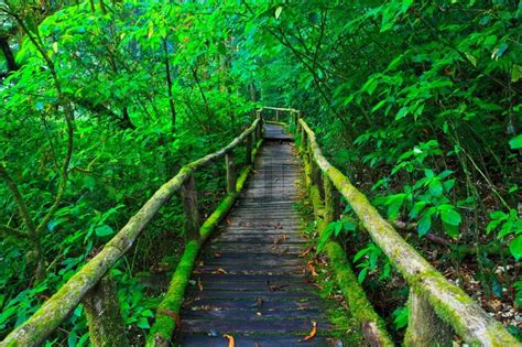 Tropischen Regen Waldweg Asien Thailand Stock Bild Colourbox