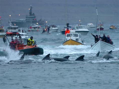 What The Annual Whaling On The Faroe Islands Is Like Business Insider