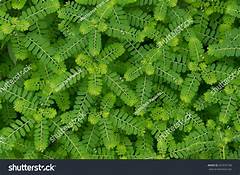 Dosage And Side Effects Of The A 40 White Oval Pill