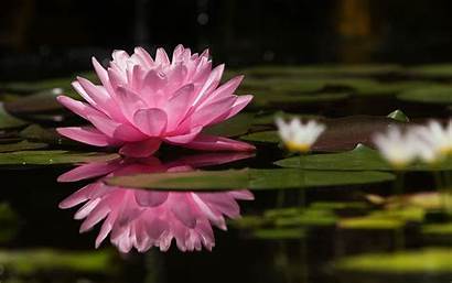 Water Lily Lotus Lilies Flowers Wallpapers Easter