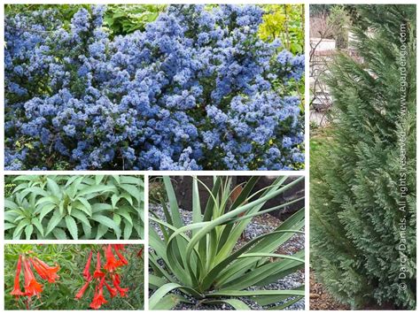 Provenance alone is merit enough but good lavender blue flowers and drought tolerance carries the day. Drought-tolerant Plant Combo with Great Structure and ...