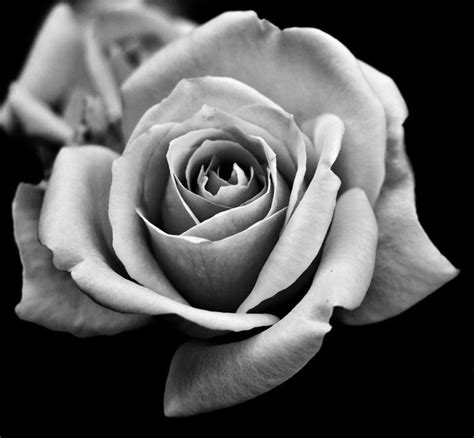 Black And White Rose Black And White Roses Rose Flower Tattoos