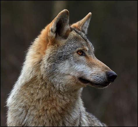 111 Best Images About Wolf Head In Profile Vlk Z Profilu On Pinterest