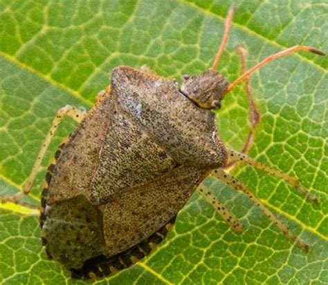 Stink Bug Euschistus Conspersus Bugguidenet