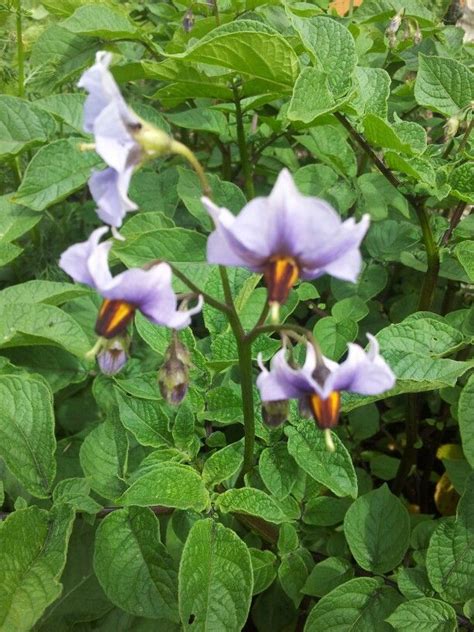 They are denser and drier than regular sweet potatoes, which is why the purple sweet potato goes by a few names, and there are two common varieties. Purple potatoes have purple flowers | Purple flowers ...
