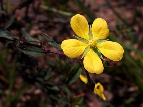 Ludwigia Leptocarpa A Photo On Flickriver