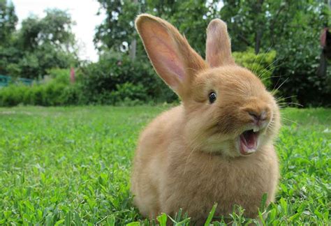Palomino Dwarf Rabbit