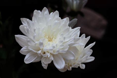 White Chrysanthemum Photograph By Robert Ullmann Fine Art America