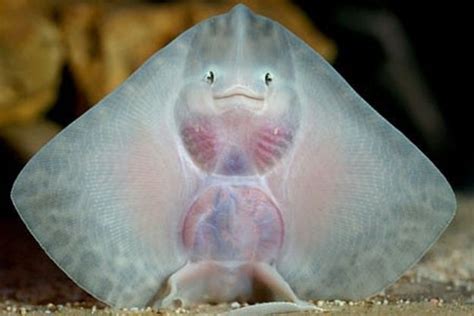 And Now A Smiling Stingray Animals Baby Stingray Smiling Animals