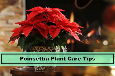 Poinsettia Plant Care And Growing Tips For Success Plants Spark Joy