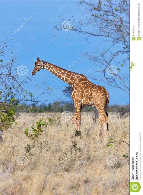 Somali Or Reticulated Giraffe Meru Np Kenya Stock Photo Image Of