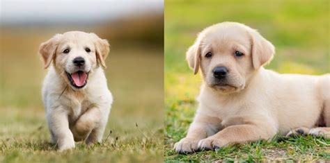 Golden Retriever Vs Labrador 10 Differences You Should