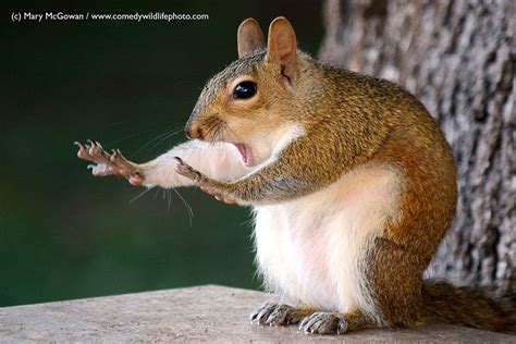 Shocked Squirrel And Shy Owl Shine In Wildlife Comedy Photos Live Science