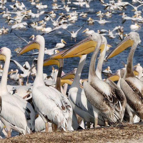 Israel Worlds Greatest Migration Corridor Over Half A Billion Birds
