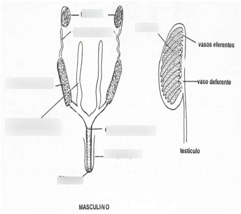 23 Sistema Reproductor Masculino Diagram Quizlet