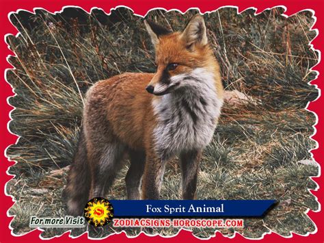 The Fox Spirit Animal Meaning Symbolism Dreams Of Fox
