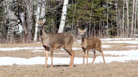 Pa Hunting Antlerless Deer License Applications Could See Big Changes