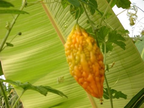 Ubat kencing manis peria katak hutan 100% herba dibawah jenama extra peria ternyata mampu membantu menurunkan kadar kencing manis dengan berkesan. KENALI POKOK SAYANGI POKOK: PERIA KATAK