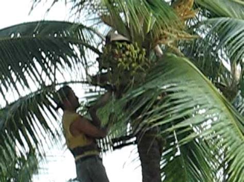 How To Prune A Palm Tree YouTube