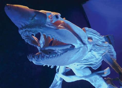 Georgia Aquarium Exhibits Preserved Sea Creatures The Dispatch