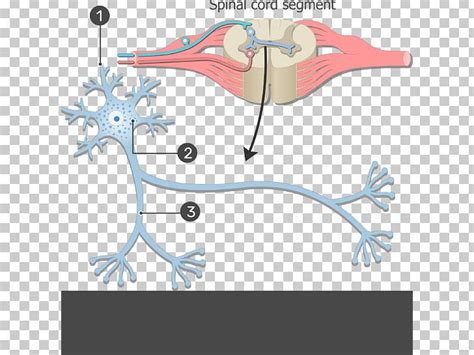 Neuron Nervous System Soma Cell Human Body Png Clipart Anatomy Angle