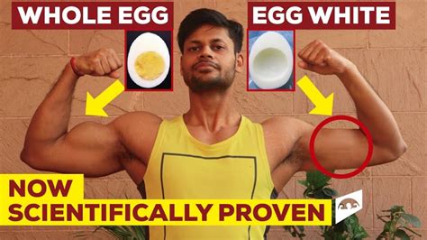 Egg White Vs Egg Yolk For Bodybuilding 40 More Muscle Growth