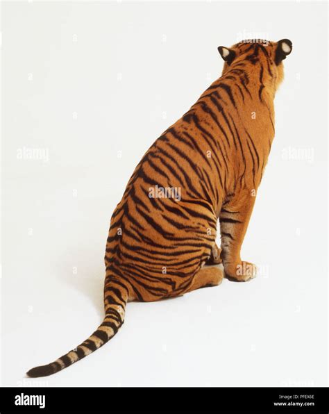 Sitting Tiger Panthera Tigris Rear View Stock Photo Alamy