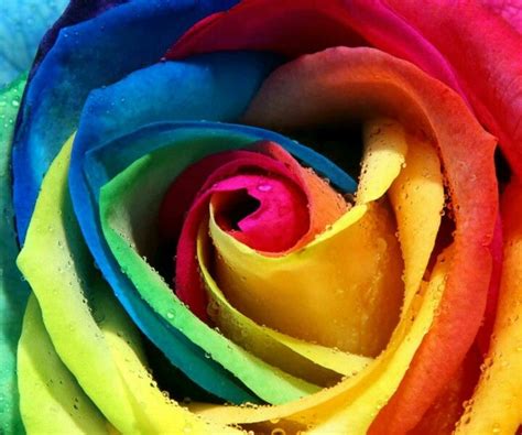 Tye Dye Flower Rose Flower Wallpaper Rainbow Roses Rose Wallpaper