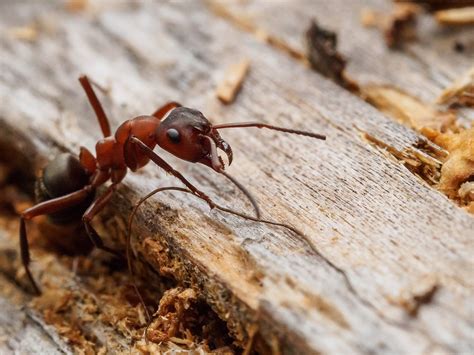 Maybe you would like to learn more about one of these? Ants - Information, Description | Dallas, TX | Plano, TX