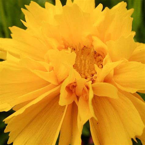 Coreopsis Early Sunrise Grandiflora Cor Opsis Tickseed