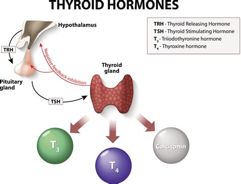 Thyroid Dysfunction For Rns And Lpns Nursing Ce Course Nursingce