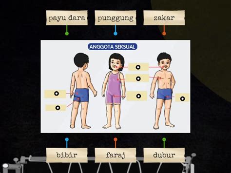 Kenali Anggota Seksual Gambar Rajah Berlabel