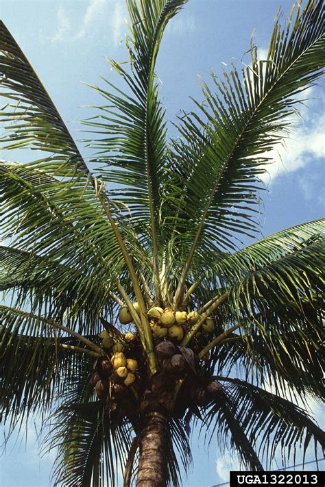 Coconut Palm Cocos Nucifera