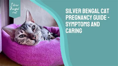 Silver Bengal Cat Pregnancy Guide Symptoms And Caring