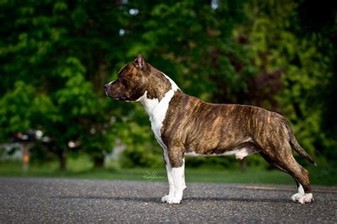 Hawaiian Poi Dog Dog Breed Information And Pictures Livelife
