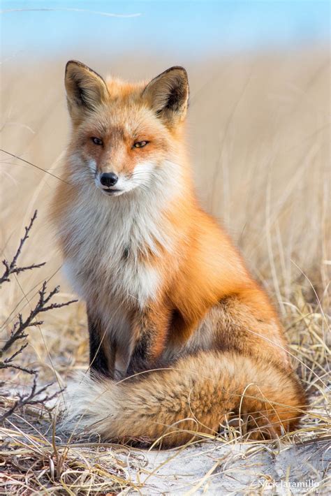 Check spelling or type a new query. Red Fox | Animals wild, Animals, Cute animals