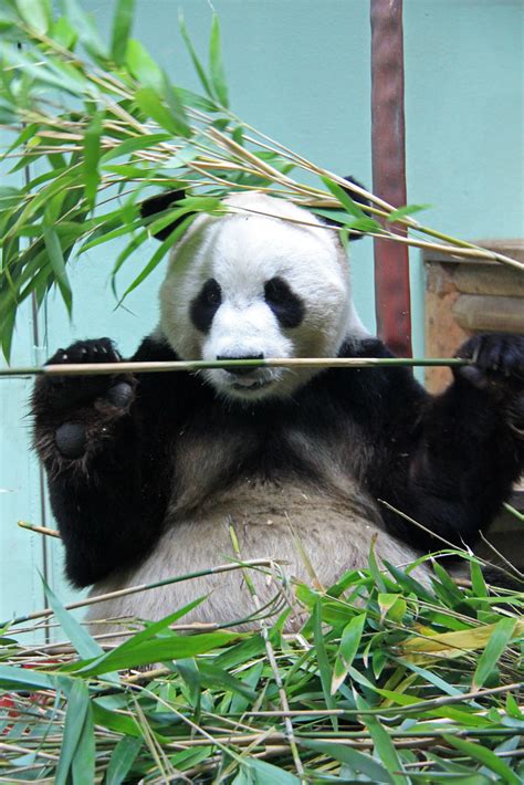 Giant Panda Edinburgh Zoo 04 06 2015 Rzss Edinburgh Zoo Is Flickr