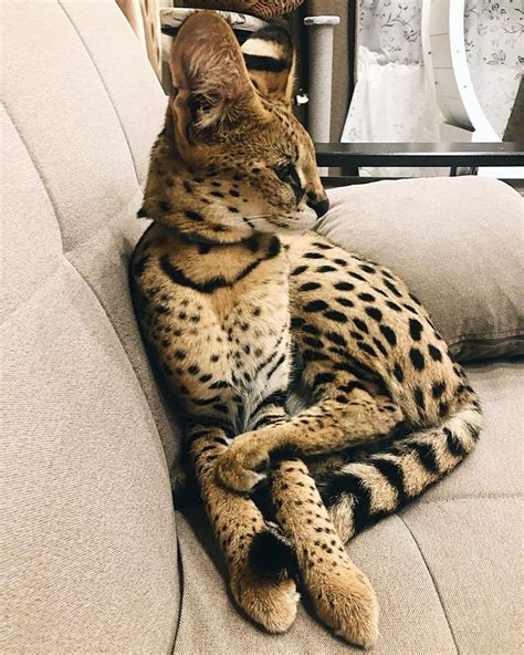 Pin By Viliacherneva On Serval In 2020 Cats Serval Pet Serval Cats