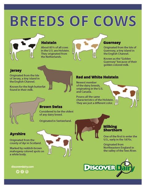 Breeds Of Cows Discover Dairy