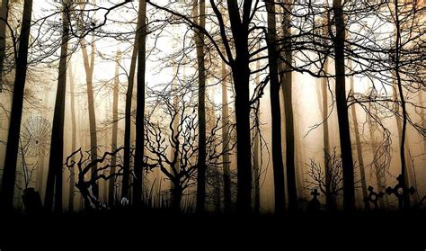 Forest Dark Fog Gloomy Mystical Lighting Trees Composing Mood