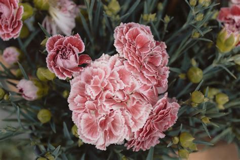 Wallpaper Carnations Flowers Pink 5167x3445 Coolwallpapers