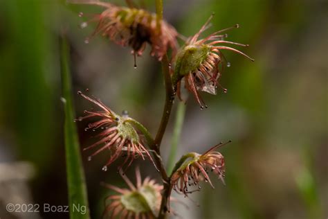 Drosera Bulbigena Species Profile Fierce Flora